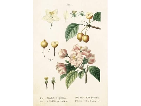 Skona Ting Pass ST249 B6 + envelope Apple blossoms