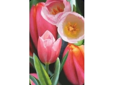 Worth-Keeping Mini kartka 3D Tulipan (180178)