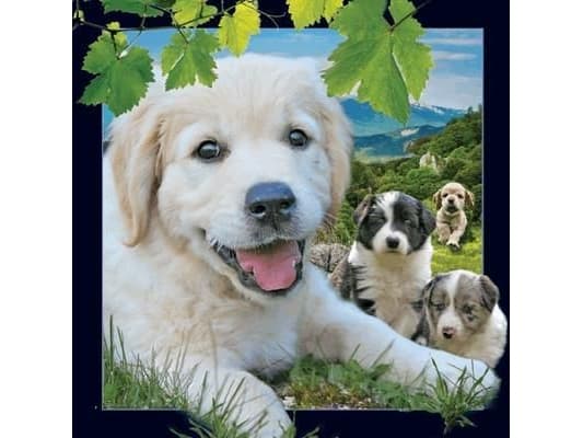 Worth-Keeping 3D Mini Card - Dog - WIKR-1000451