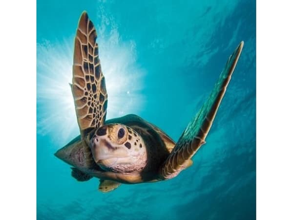 Museums & Galleries Karnet kwadrat z kopertą Green Turtle