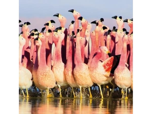 Museums & Galleries Karnet kwadrat z kopertą Andean Flamingoes