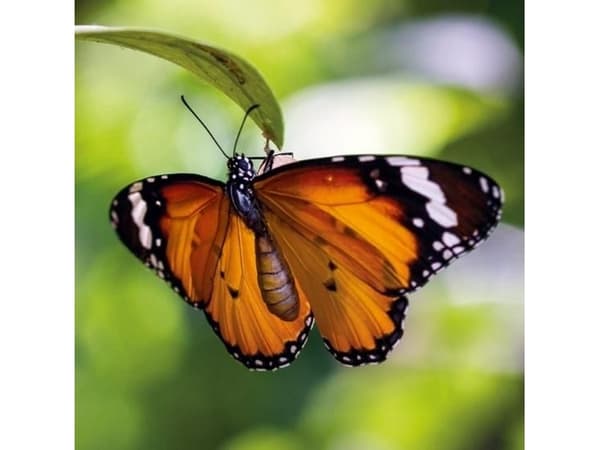 Museums & Galleries Karnet kwadrat z kopertą Tiger Butterfly