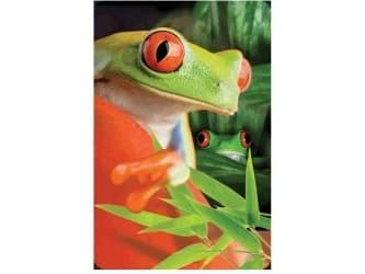 Worth-Keeping 3D Mini Card - Frog - WIKR-1000438