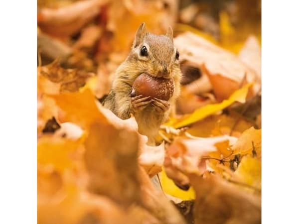 Museums & Galleries Karnet kwadrat z kopertą Chipmunk with an acorn