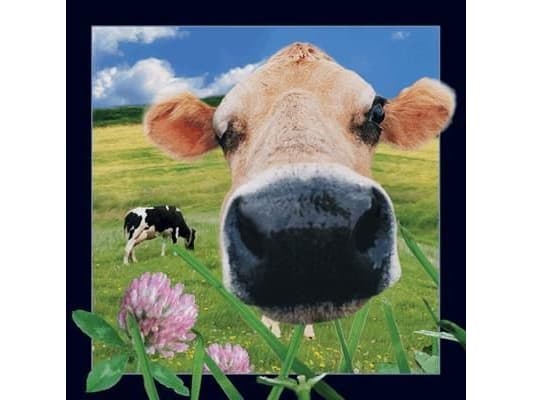 Worth-Keeping 3D Postcard - Cow - WIKR-1000458