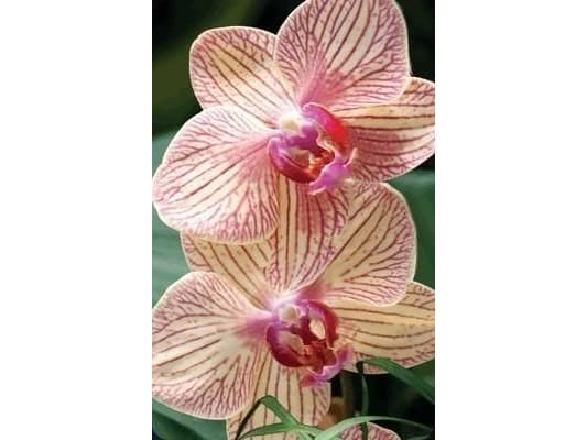 Worth Keeping Mini kartka 3D Orchidea