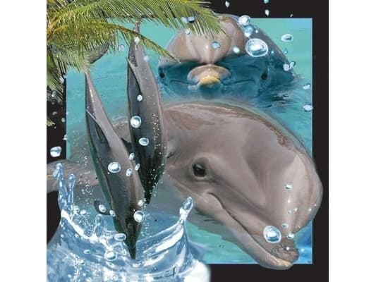 Worth-Keeping 3D Postcard - Dolphin - WIKR-1000462