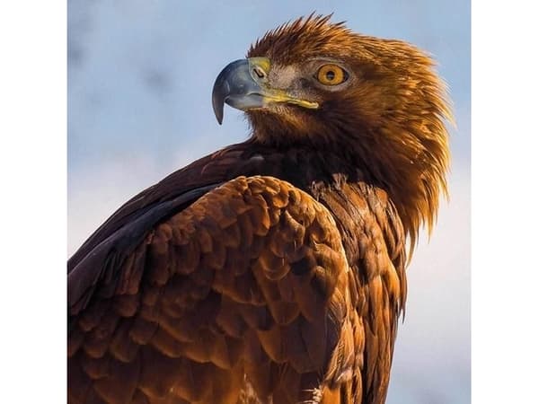 Museums & Galleries Karnet kwadrat z kopertą Golden Eagle