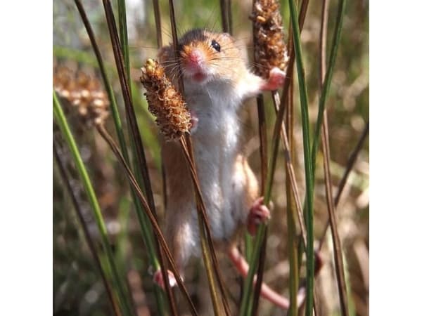 Museums & Galleries Karnet kwadrat z kopertą Harvest Mouse