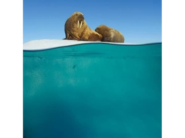 Museums & Galleries Karnet kwadrat z kopertą Walrus Mother and Calf