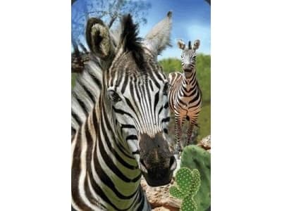 Worth-Keeping Mini kartka 3D Zebra (182693)