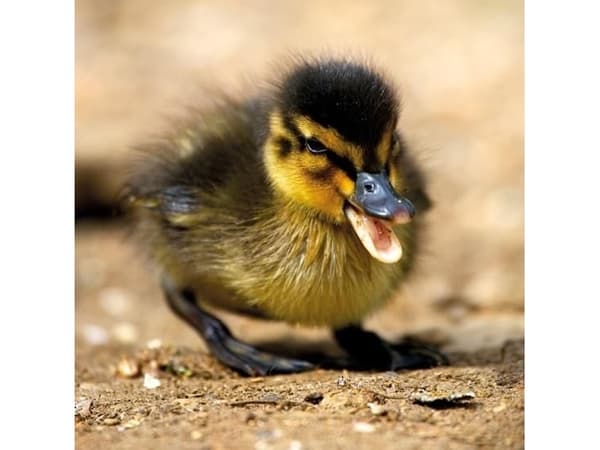 Museums & Galleries Karnet kwadrat z kopertą Mallard Duckiling