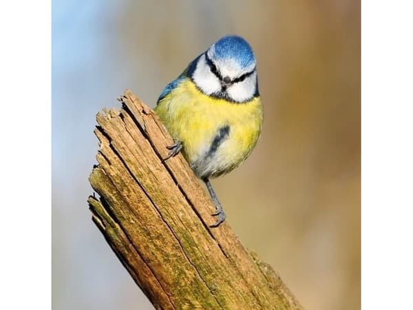 Museums & Galleries Karnet kwadrat z kopertą Blue Tit