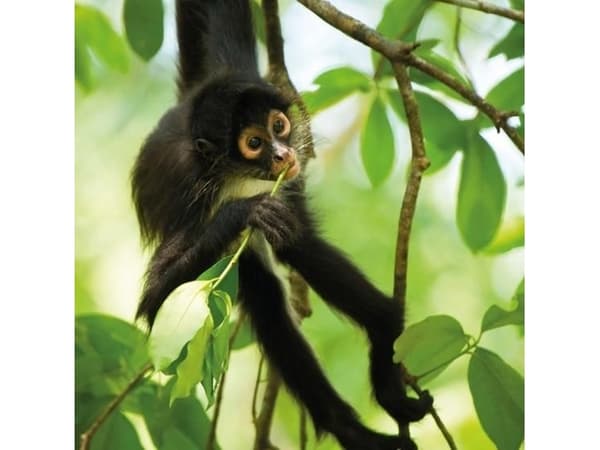 Museums & Galleries Karnet kwadrat z kopertą Spider Monkey