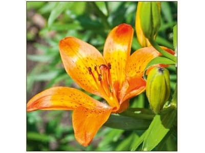 DA VINCI Carnet Flower Lily DaVinci 16x16 cm + envelope (B2W 202 007)
