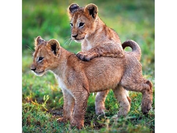 Museums & Galleries Karnet kwadrat z kopertą Lion Cubs