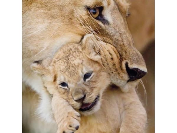 Museums & Galleries Karnet kwadrat z kopertą Lioness and cub