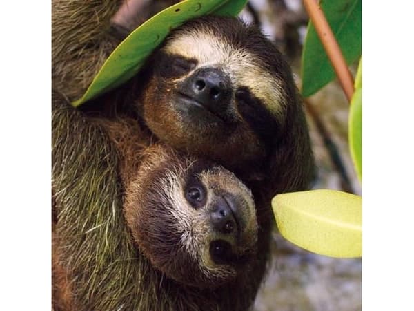 Museums & Galleries Karnet kwadrat z kopertą Three-toed Pygmy Sloth