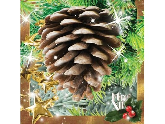 Worth Keeping Postcard 3D Pine cone