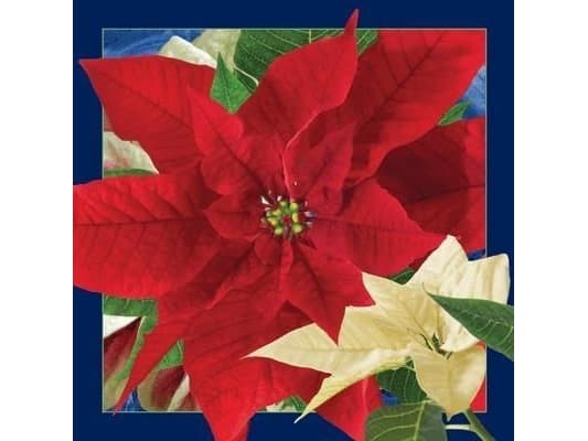 Worth Keeping Postcard 3D - Star of Bethlehem (180150)