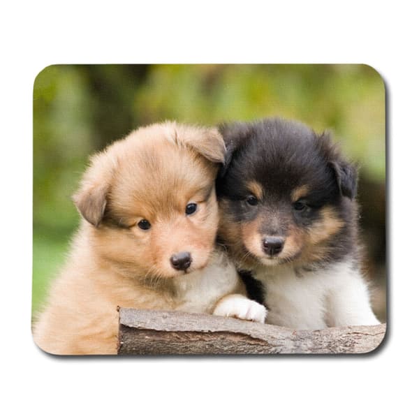 Shetland Sheepdog Valpar Musmatta