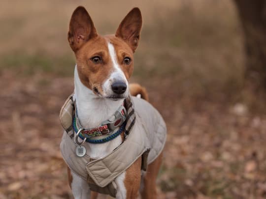 Plettet Pro! Hund og kat lille  Størrelse m