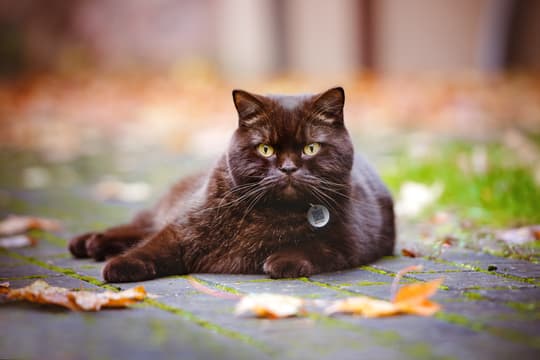 Plettet Pro! Hund og kat lille  Størrelse m