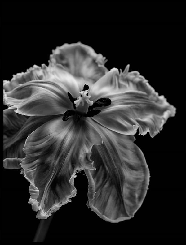 PARROT TULIP POSTER