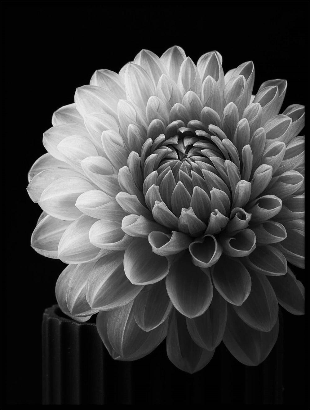 DAHLIA II POSTER 30x40cm