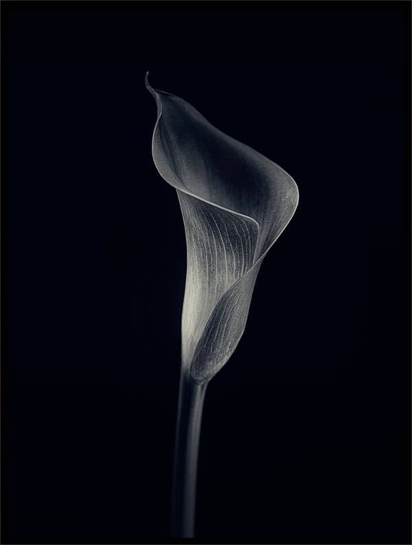 CALLA LILY POSTER 30x40cm