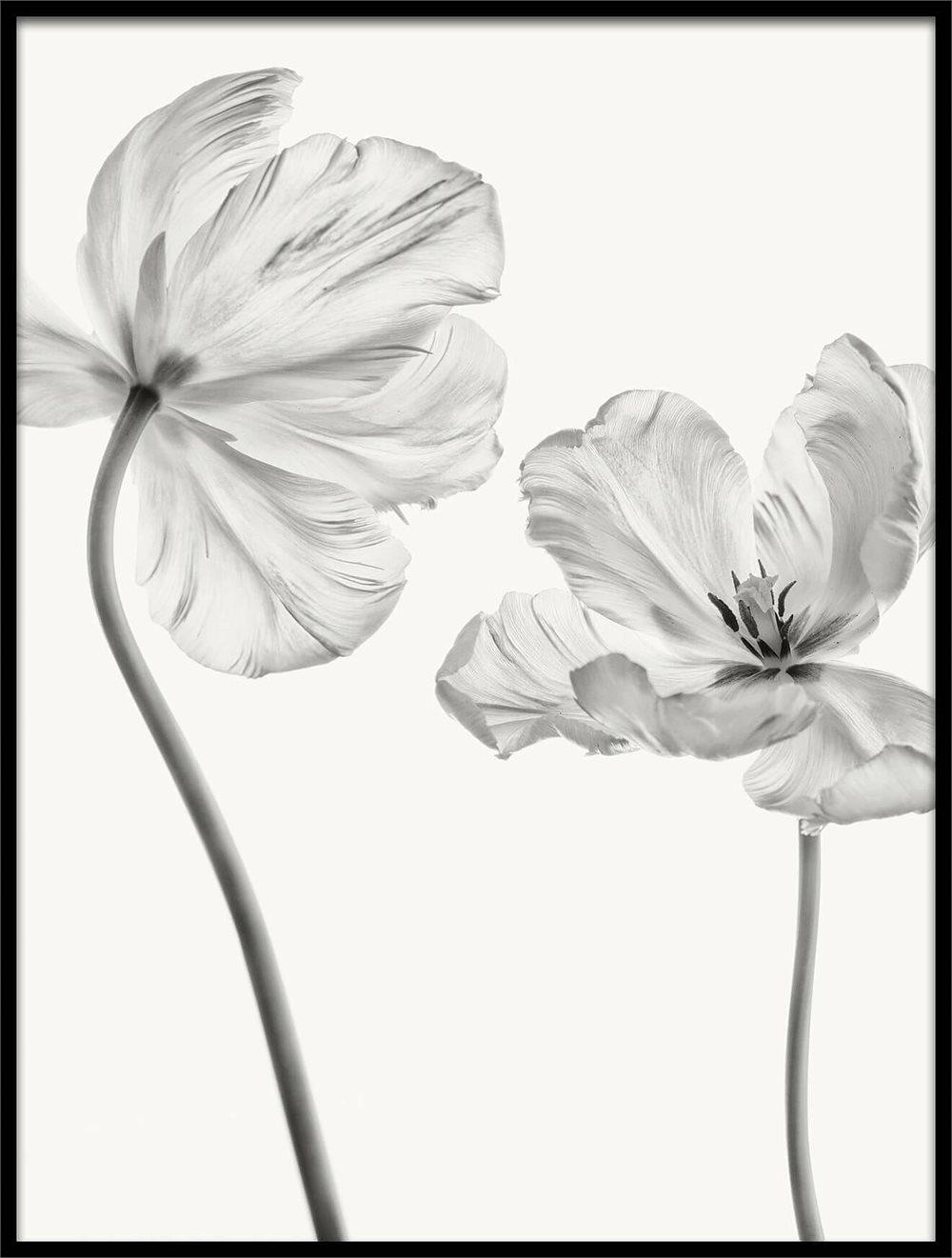 WHITE TULP POSTER 30x40cm