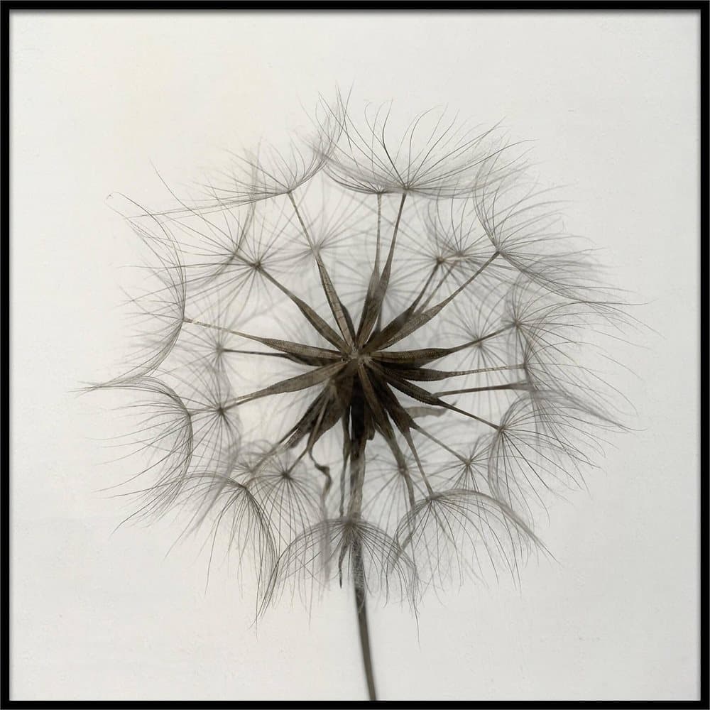 TRAGOPOGON POSTER 50x50cm