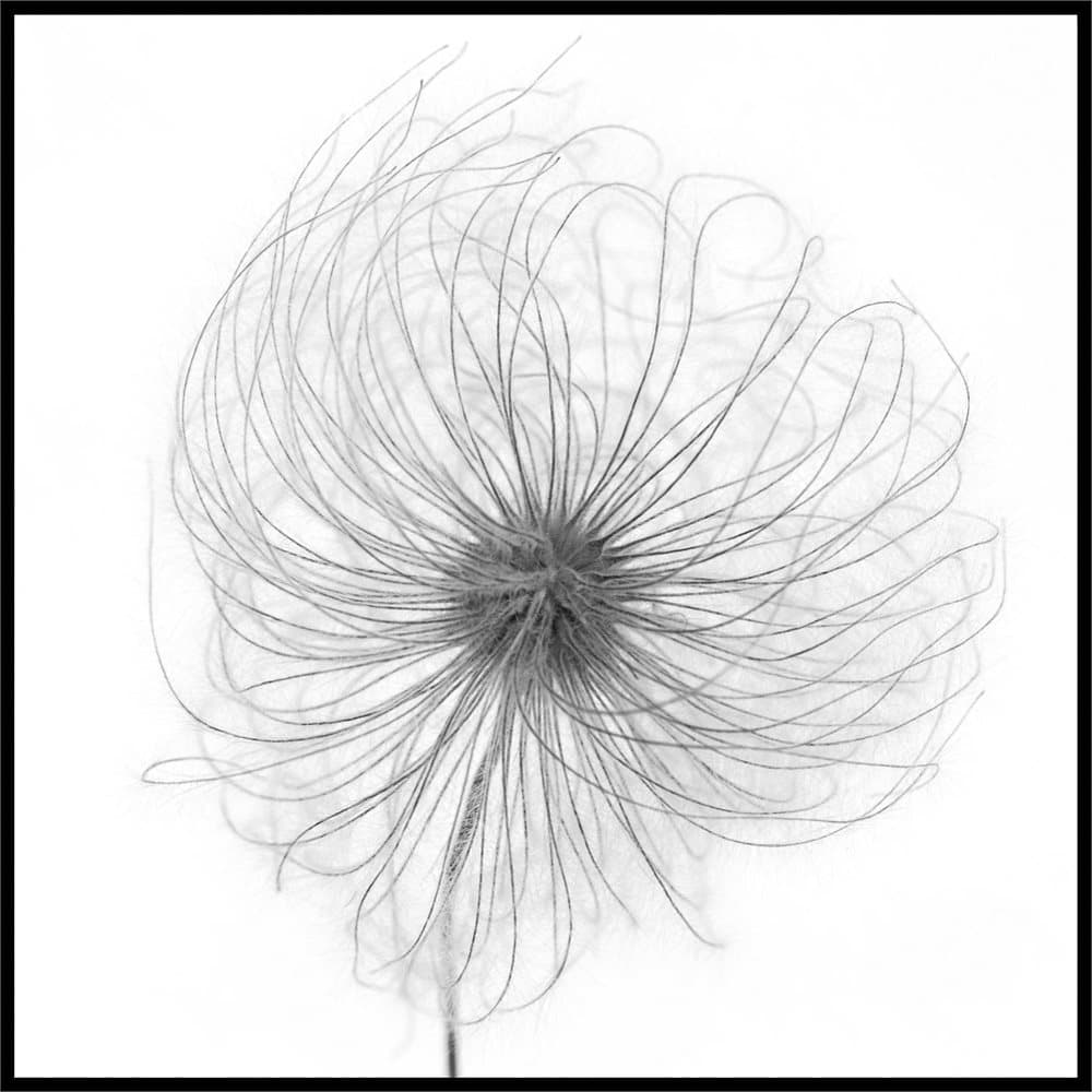 FLUFFY SEEDHEAD POSTER 50x50cm