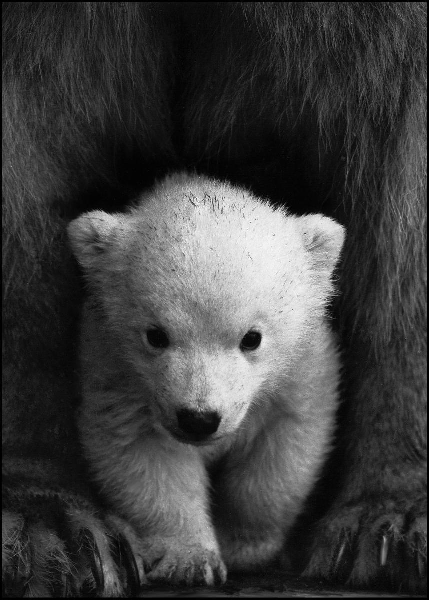 POLARBEAR BABY POSTER 70x100cm