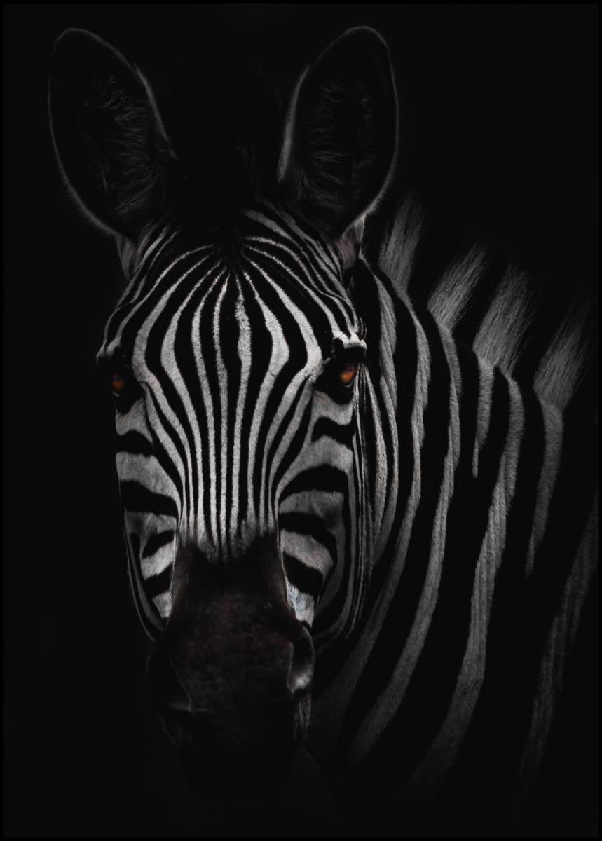 THE ZEBRA POSTER 50x70cm