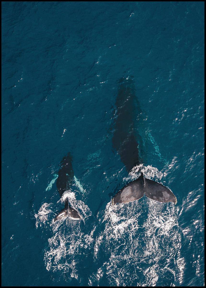 WHALE FAMILY POSTER 21x30cm