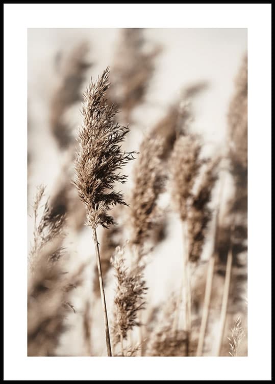 REED GRASS POSTER