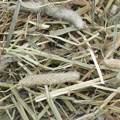 Burgess Excel Long Stem Feeding Hay