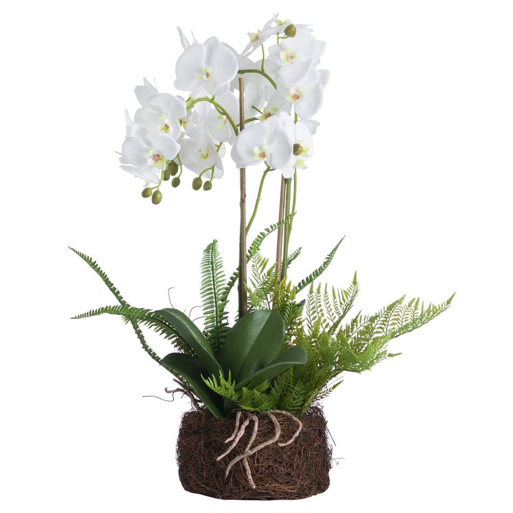 Hill Interiors Orchid And Fern Garden