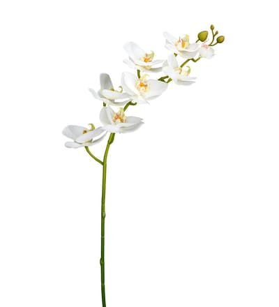 Orkidéstängel 75cm, Vit, Konstgjord Phalaenopsis Orkidé - Mr. Plant
