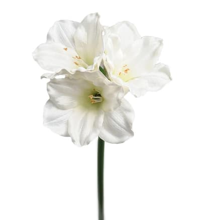 Amaryllis Vit 65cm Konstgjord Blomma Jul Julblomma - Mr. Plant
