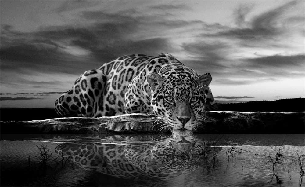 Fototapet Leopard Feline Reflection Black