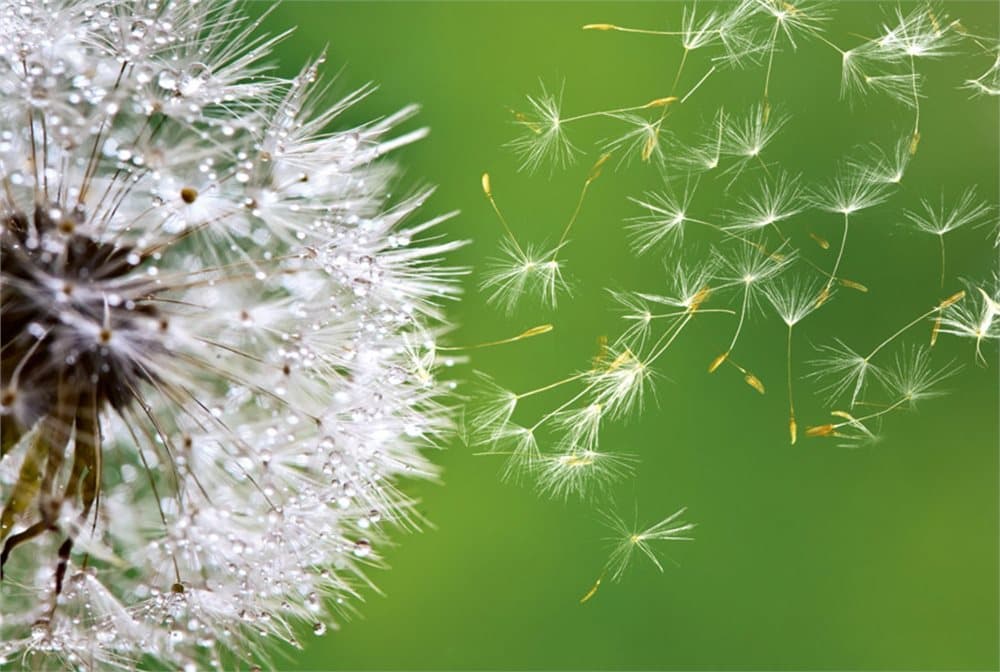 FOTOTAPET EASY UP BLOWING DANDELION