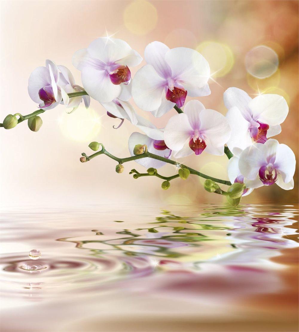 Fototapet "Vit Orchid"