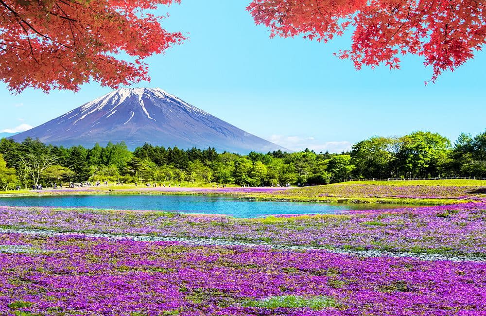 Fototapet Fuji Mountain (400x260 cm)