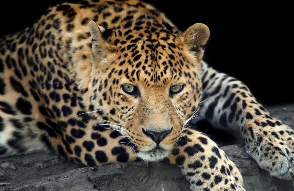 Fototapet Wild Leopard (400x260 cm)