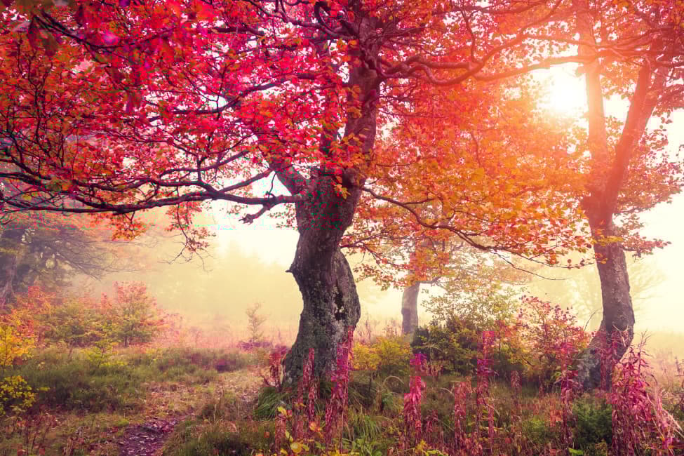 Fototapet Carpathian Landscape (400x260 cm)