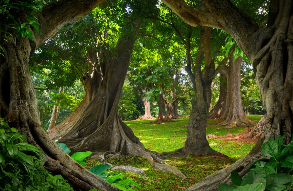 Fototapet Asian Jungle (400x260 cm)