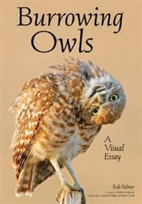 Burrowing Owls