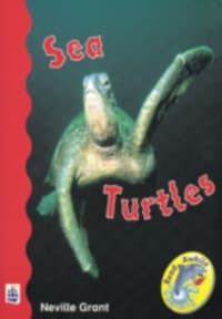 Sea Turtles